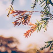 Herbstblätter klein